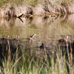 Anas superciliosa (Pacific Black Duck) at Boydtown, NSW - 27 Mar 2018 by RossMannell