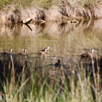 Anas superciliosa (Pacific Black Duck) at Boydtown, NSW - 27 Mar 2018 by RossMannell
