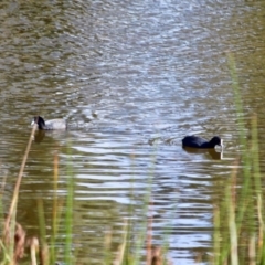 Fulica atra (Eurasian Coot) at Boydtown, NSW - 27 Mar 2018 by RossMannell