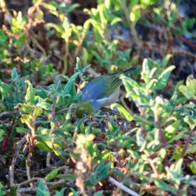 Zosterops lateralis (Silvereye) at Boydtown, NSW - 26 Mar 2018 by RossMannell