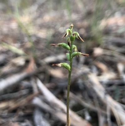 Corunastylis clivicola (Rufous midge orchid) at Gungaderra Grasslands - 30 Mar 2018 by AaronClausen