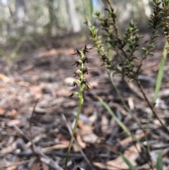 Corunastylis clivicola (Rufous midge orchid) at Gungahlin, ACT - 30 Mar 2018 by AaronClausen