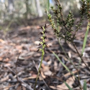 Corunastylis clivicola at Gungahlin, ACT - suppressed