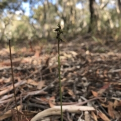 Corunastylis clivicola at Gungahlin, ACT - suppressed