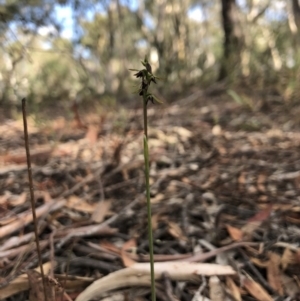 Corunastylis clivicola at Gungahlin, ACT - suppressed