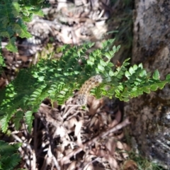 Polystichum proliferum (Mother Shield Fern) at Tharwa, ACT - 30 Mar 2018 by jeremyahagan