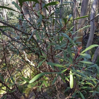 Tasmannia xerophila subsp. xerophila (Alpine Pepperbush) at Yaouk, NSW - 30 Mar 2018 by jeremyahagan