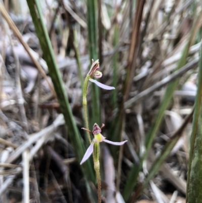 Eriochilus cucullatus (Parson's Bands) at Gungaderra Grasslands - 30 Mar 2018 by AaronClausen