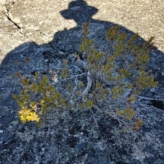 Unidentified Other Shrub at Namadgi National Park - 30 Mar 2018 by jeremyahagan