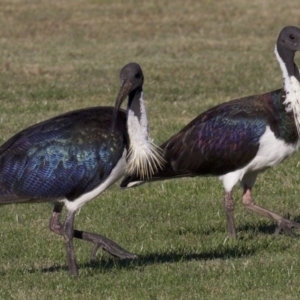 Threskiornis spinicollis at Campbell, ACT - 30 Mar 2018 05:45 PM