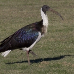 Threskiornis spinicollis at Campbell, ACT - 30 Mar 2018 05:45 PM