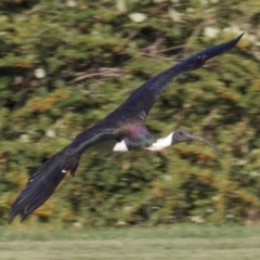 Threskiornis spinicollis at Campbell, ACT - 30 Mar 2018 05:45 PM