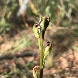 Speculantha rubescens at Gungahlin, ACT - suppressed