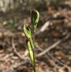 Speculantha rubescens at Gungahlin, ACT - suppressed