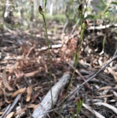 Speculantha rubescens at Gungahlin, ACT - 31 Mar 2018