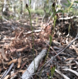 Speculantha rubescens at Gungahlin, ACT - 31 Mar 2018