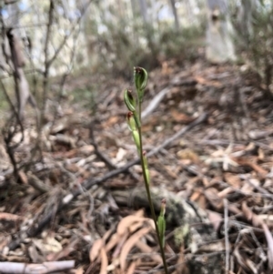 Speculantha rubescens at Gungahlin, ACT - suppressed