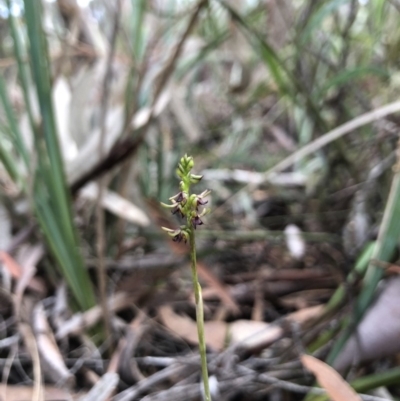 Corunastylis clivicola (Rufous midge orchid) at Gungahlin, ACT - 30 Mar 2018 by AaronClausen