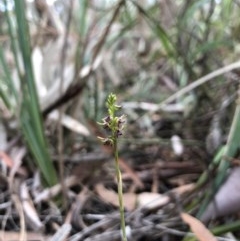 Corunastylis clivicola (Rufous midge orchid) at Gungaderra Grasslands - 30 Mar 2018 by AaronClausen