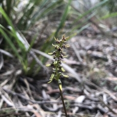 Corunastylis clivicola (Rufous midge orchid) at Gungahlin, ACT - 31 Mar 2018 by AaronClausen