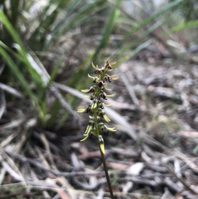 Corunastylis clivicola (Rufous midge orchid) at Gungahlin, ACT - 30 Mar 2018 by AaronClausen