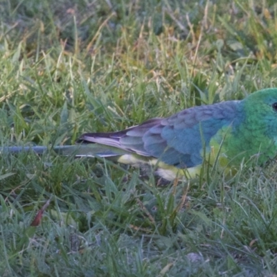 Psephotus haematonotus (Red-rumped Parrot) at Campbell, ACT - 30 Mar 2018 by jbromilow50