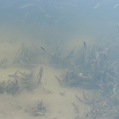 Vallisneria australis at Tennent, ACT - 8 Mar 2018