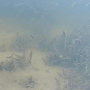 Vallisneria australis at Tennent, ACT - 8 Mar 2018