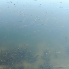 Vallisneria australis at Tennent, ACT - 8 Mar 2018