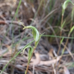 Diplodium laxum (Antelope greenhood) at Canberra Central, ACT - 31 Mar 2018 by petersan