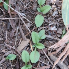 Diplodium laxum at Canberra Central, ACT - suppressed