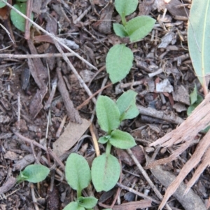 Diplodium laxum at Canberra Central, ACT - suppressed