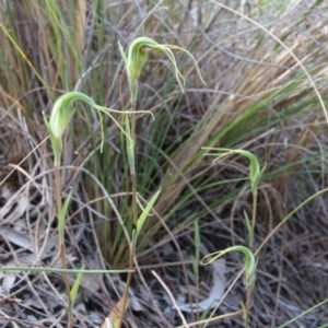 Diplodium laxum at Canberra Central, ACT - suppressed