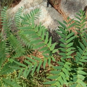 Acacia elata at Isaacs, ACT - 31 Mar 2018