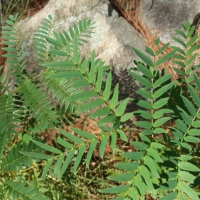 Acacia elata (Mountain Cedar Wattle) at Isaacs Ridge and Nearby - 30 Mar 2018 by Mike