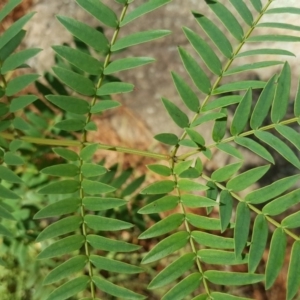 Acacia elata at Isaacs, ACT - 31 Mar 2018 12:00 AM