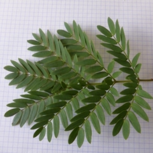 Acacia elata at Isaacs, ACT - 31 Mar 2018