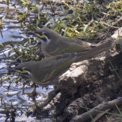 Caligavis chrysops (Yellow-faced Honeyeater) at Mount Ainslie - 31 Mar 2018 by jb2602