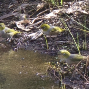 Zosterops lateralis at Majura, ACT - 31 Mar 2018