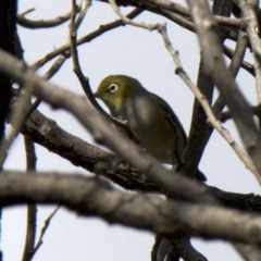 Zosterops lateralis at Majura, ACT - 31 Mar 2018 11:37 AM