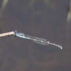 Austrolestes leda (Wandering Ringtail) at Mount Ainslie - 31 Mar 2018 by jbromilow50