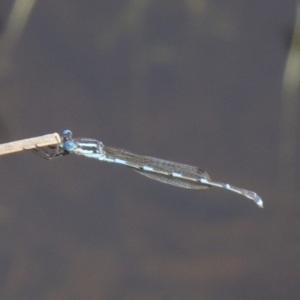 Austrolestes leda at Majura, ACT - 31 Mar 2018