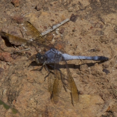 Orthetrum caledonicum (Blue Skimmer) at Mount Ainslie - 31 Mar 2018 by jbromilow50