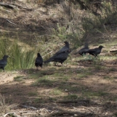 Corcorax melanorhamphos (White-winged Chough) at Mount Ainslie - 31 Mar 2018 by jb2602