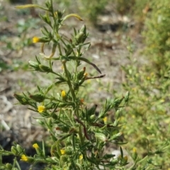 Dittrichia graveolens (Stinkwort) at Mount Mugga Mugga - 31 Mar 2018 by Mike