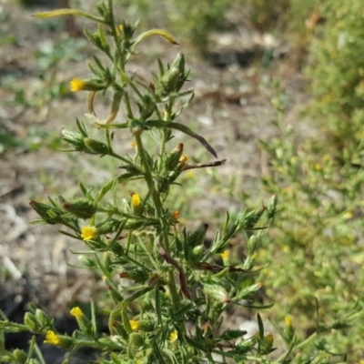 Dittrichia graveolens (Stinkwort) at O'Malley, ACT - 31 Mar 2018 by Mike