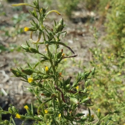 Dittrichia graveolens (Stinkwort) at Mount Mugga Mugga - 31 Mar 2018 by Mike