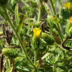 Dittrichia graveolens at O'Malley, ACT - 31 Mar 2018