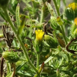 Dittrichia graveolens at O'Malley, ACT - 31 Mar 2018 03:12 PM