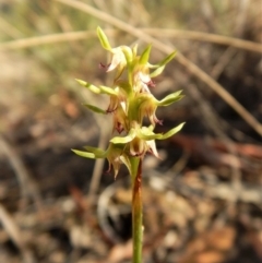 Corunastylis cornuta (Horned Midge Orchid) at Aranda Bushland - 30 Mar 2018 by CathB